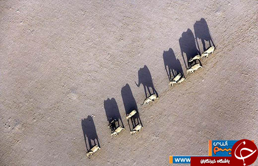 عکس/ بفرمایید از حیات وحش آفریقا لذت ببرید!