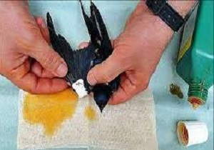 تحویل یک قطعه پرستوی زخمی به اداره محیط زیست