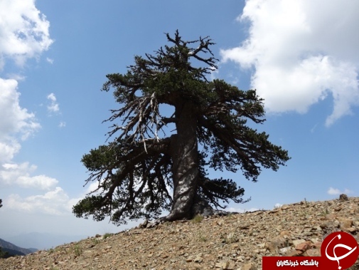 کهنسال ترین موجود زنده در اروپا را بشناسید + تصاویر