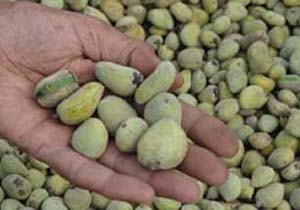 جمع آوری و کاشت بذرحرا