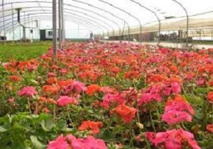 گل های کردستان در بازار عراق