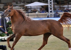عنوان سوم برای اسب قزوینی