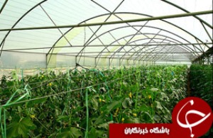 محصولات گلخانه ای استان یزد در جایگاه نخست کشور