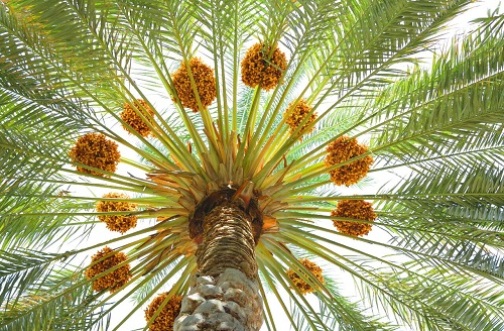 نخل، میراث پدر