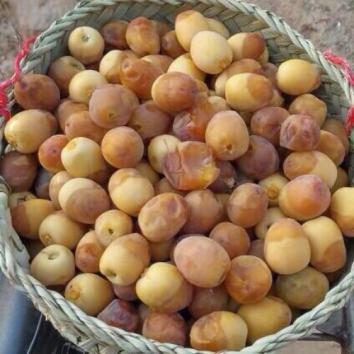 نخل، میراث پدر