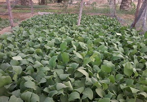 سلماس رتبه نخست تولید سبزی را در آذربایجان غربی دارد