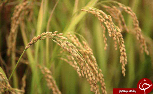 نگاهی گذرا به مهمترین رویدادهای 3 مرداد در مازندران