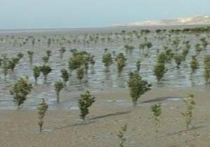 کشت نونهال چندل در سیریک