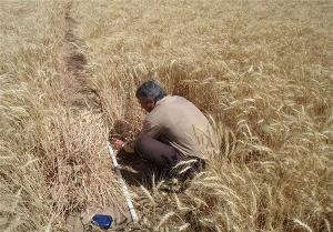 خرید گندم از کشاورزان گیلانی