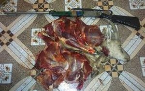 دستگیری شکارچی مارال ایرانی در فومن