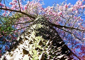 تهران در محاصره درختان غیر بومی و مهاجم