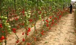 آغاز پرداخت تسهیلات احداث گلخانه به متقاضیان گرگانی