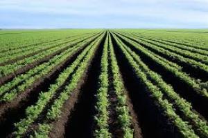 تاسیس شرکتهای زراعی راه پیشرفت اقتصاد مقاومتی در گلستان