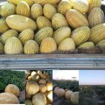 برداشت خربزه در ترکمن صحرا