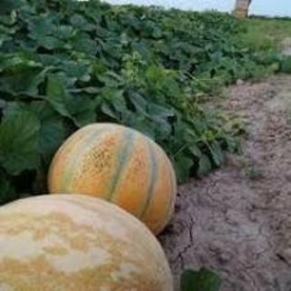 برداشت خربزه در ترکمن صحرا
