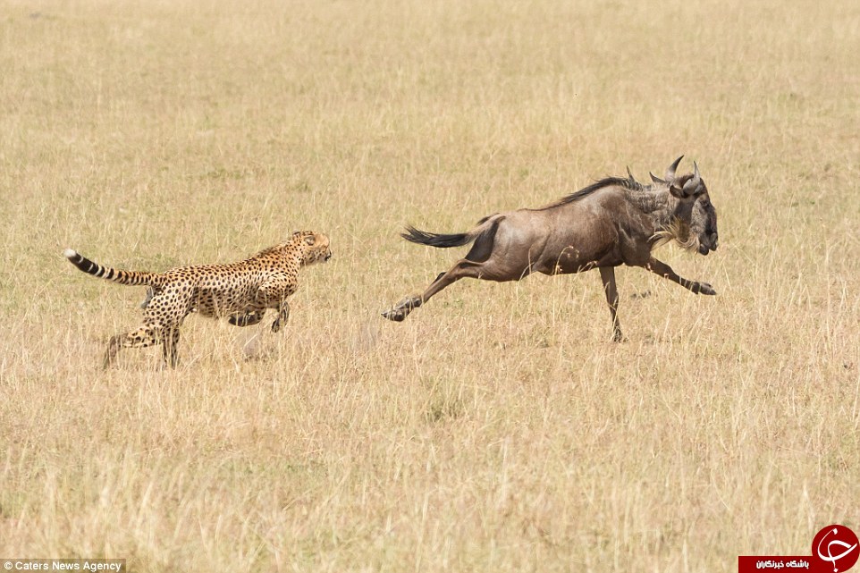 لحظاتی خیره&zwnj;کننده از شکار یک یال&zwnj;دار به دست چیتا +تصاویر