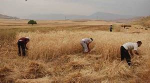 برداشت گندم ازسطح 11000هکتار از اراضی زراعی شهرستان سردشت
