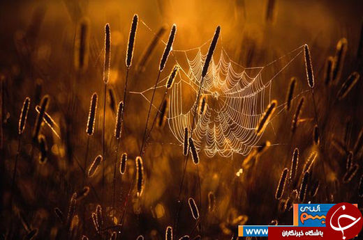 زیبایی&zwnj;&lrm;های فنلاند با عکس&zwnj;هایی از نمای بسیار نزدیک