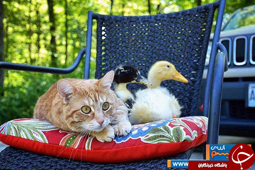 عکس/ یک خانواده 9 نفره متفاوت!