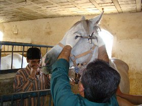 انجام تست مشمشه در شادگان