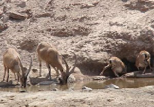 آبرسانی سیار به حیات وحش