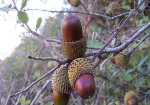 کودکان نگهبان بلوط