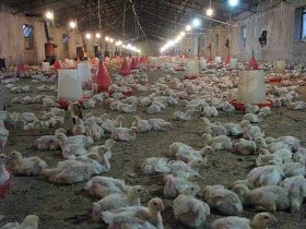 مرغداران استرس های دمایی محیط را جدی بگیرند