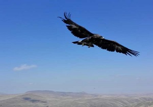 دو بهله عقاب طلایی در گرمی و اردبیل رهاسازی شدند