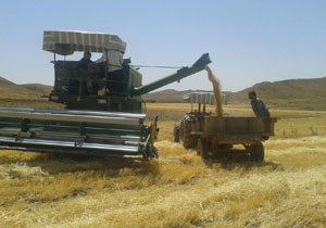 برداشت گندم در روستای سفیدکمر + فیلم