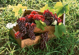 صادرات محصولات کنسانتره استان به روسیه
