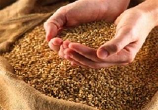 افزایش دوبرابری تولید بذر گندم در کشور