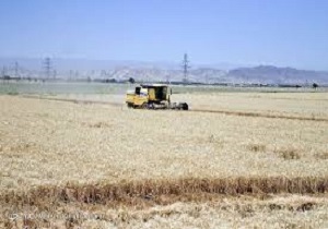 کشاورز قروه ای رکورددار تولید گندم ابی در کردستان