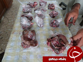 دستگیری عاملان شکار یک راس آهو در خراسان جنوبی