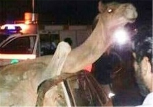 برخورد تويوتا با شتر ١٧ نفر را مجروح كرد