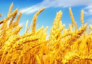 پیش بینی تولید یک میلیون تن گندم