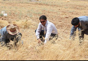 آغاز برداشت گندم در مجتمع کشت و صنعت زندان شهرستان فریدن