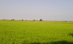 هوای آسمان مازندران نیمه ابری گاهی همراه با رگبار باران