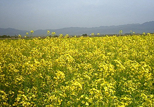 کشت دو برابری کلزا در اصفهان
