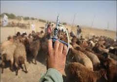 واکسیناسیون ۴۵ هزار رأس دام علیه بیماری تب برفکی