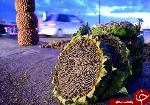 محصولات شهر دانسفهان