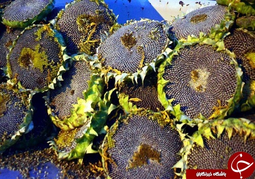 محصولات شهر دانسفهان