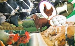 توزیع سبوس یارانه ای بین دامداران کلاله