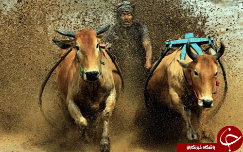 از حرکات نمایشی دارنده مدال طلای ژیمناستیک المپیک تا تفریح با 