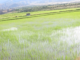   
پیش بینی برداشت  2هزار و 250 تن برنج از شالیزارهای طارم