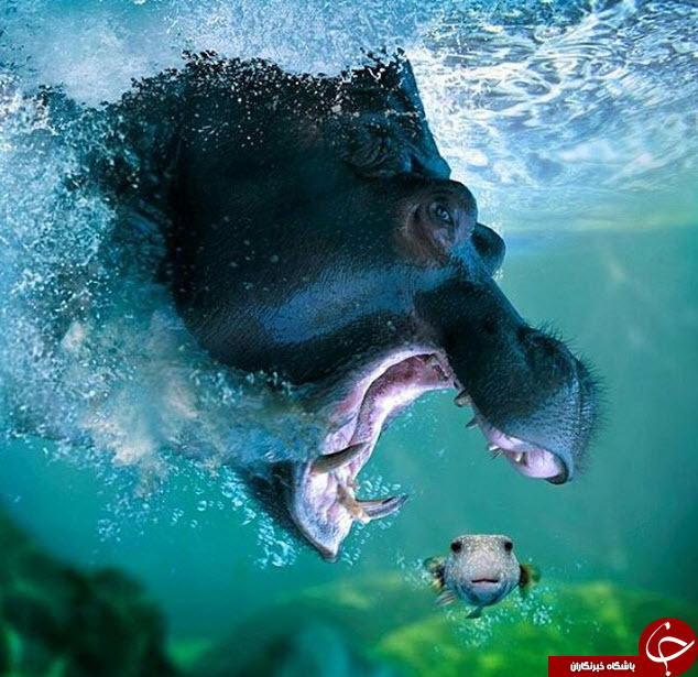 تصاویر منتخب نشنال جئوگرافیک