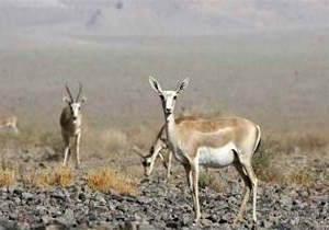 افزایش جمعیت آهوی مغان در سایت تکثیر علملو مغان