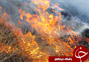 از دعوای کودکانه بخشدار تا دستگیری قاتلان تبر به دست در شیراز