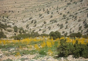 آغاز برداشت گیاه کتیرا و باریجه در سمنان
