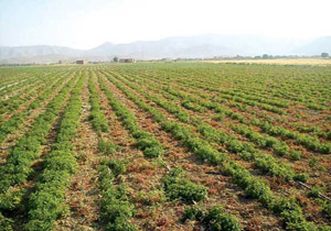 توسعه کشت گیاهان دارویی