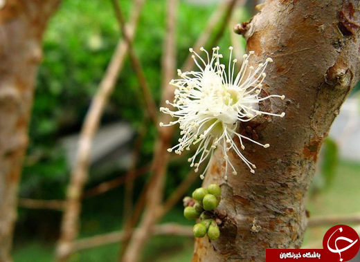 عکس/ درختی که تنه&zwnj;اش میوه می&zwnj;دهد!